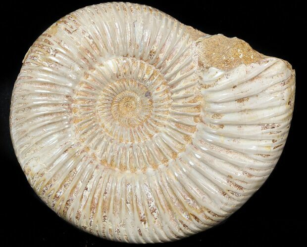 Perisphinctes Ammonite - Jurassic #45406
